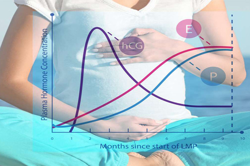 تغییرات هورمونی در دوران بارداری